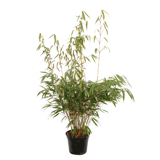 Bambou non-traçant fargesia robusta 'Pingwu': pot de 5 litres