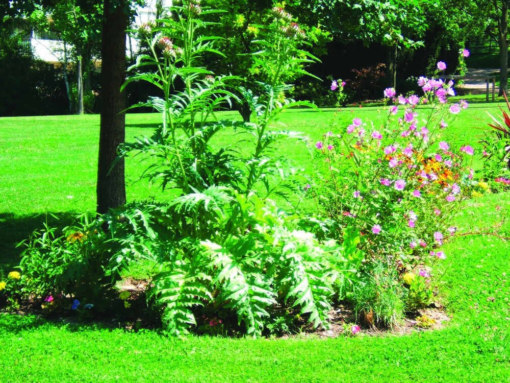 Plant de artichaut violet olympus pot de 1l