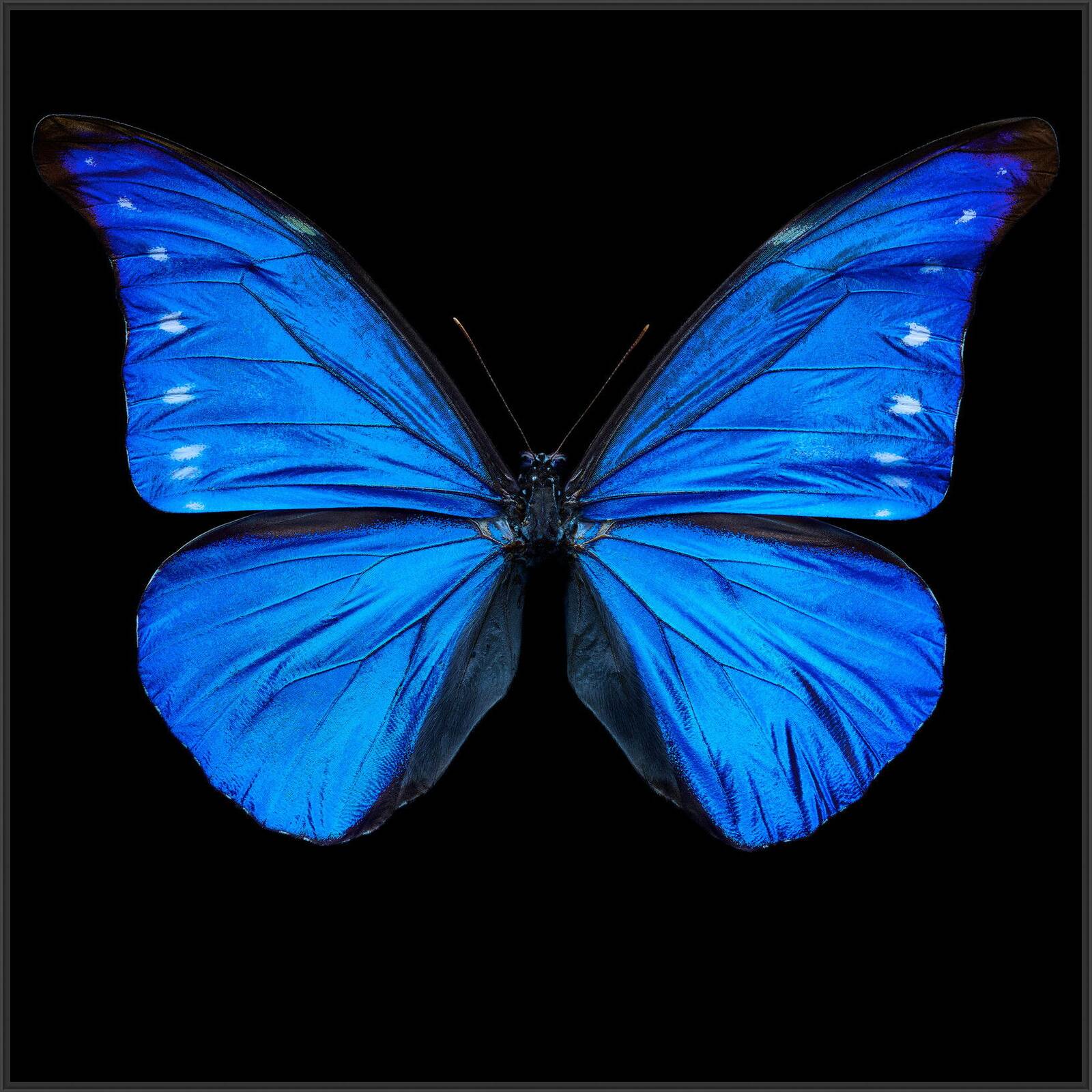 Butterfly XII by Heiko Hellwig - Limited Edition. Edition of: 100. Signed.