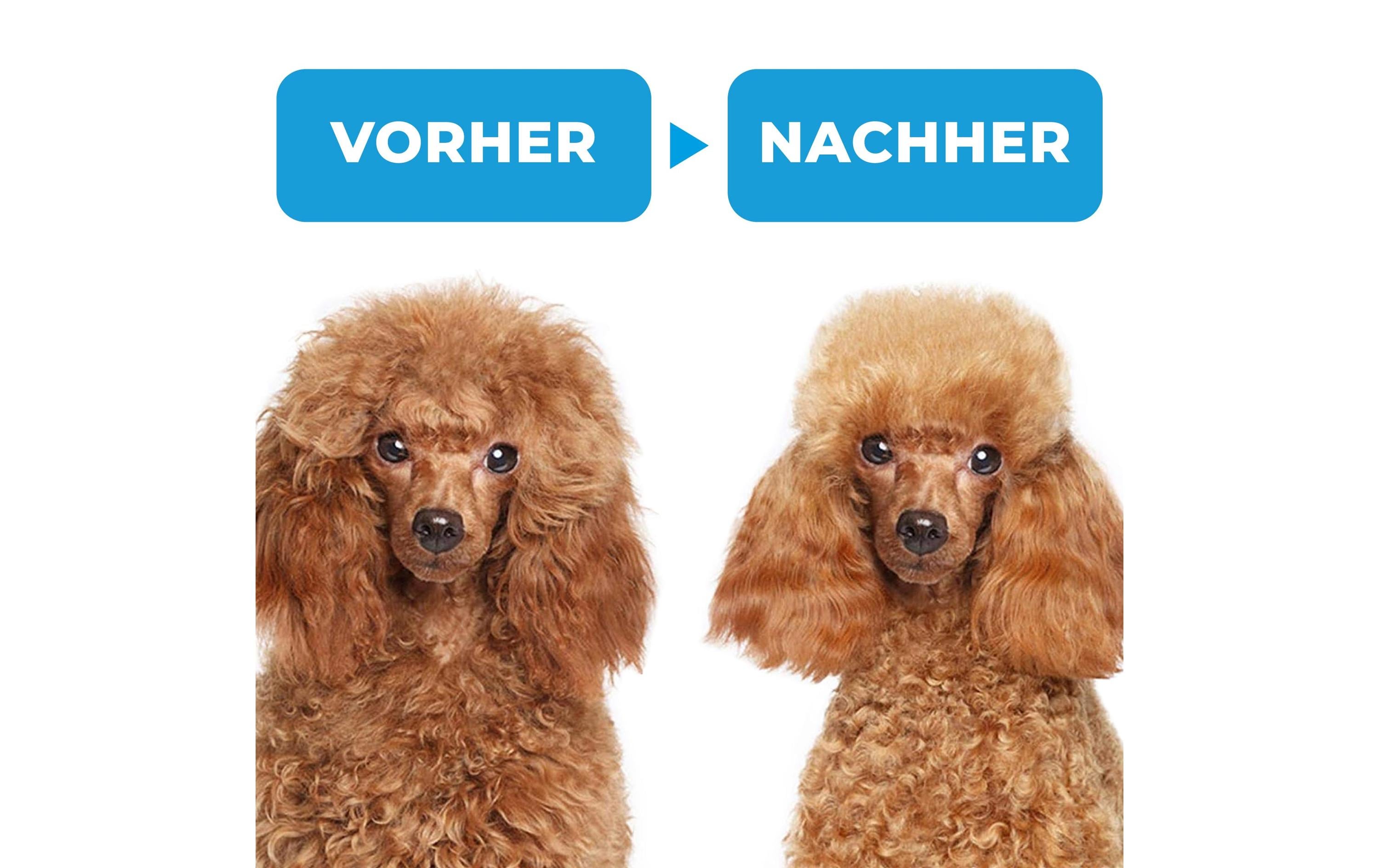Selbstreinigende Haustierbürste BlauFellbürste für Hunde und Katzen