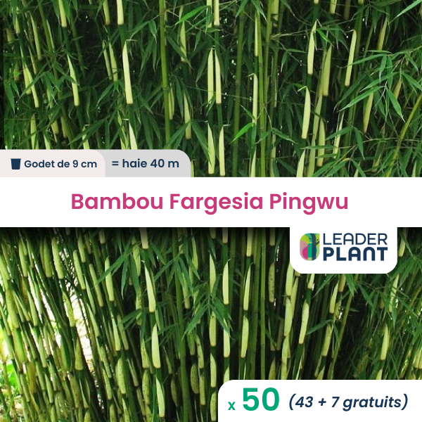 50 x bambou fargesia pingwu en godet