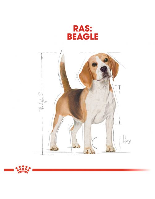 Royal Canin Beagle Adult - Hondenvoer