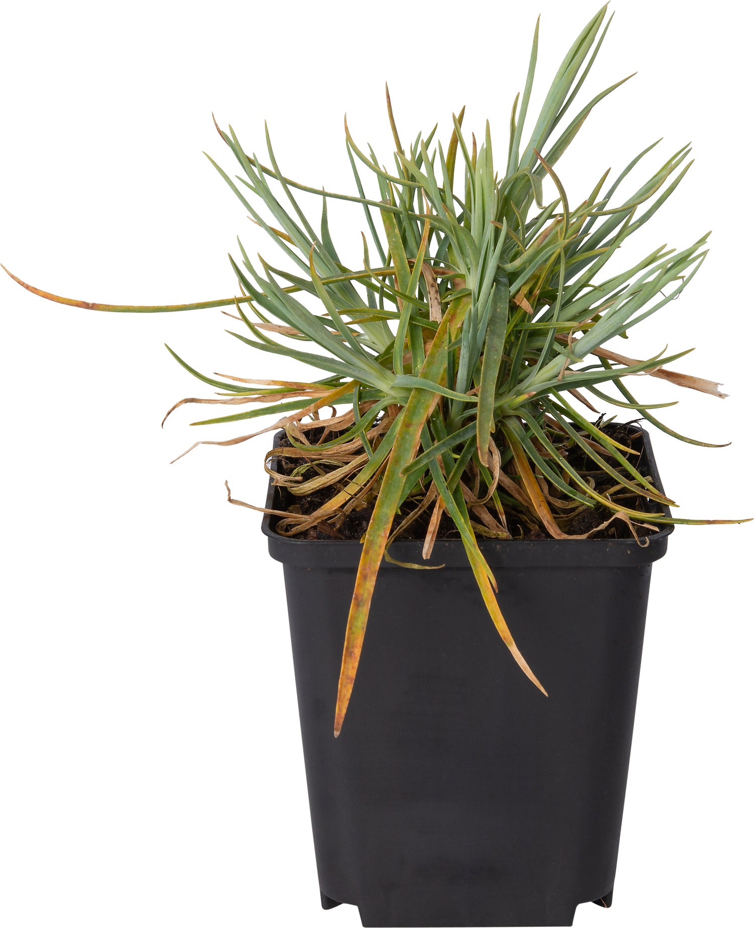 Grasanjer (Dianthus 'Doris') D 9 H 10 cm