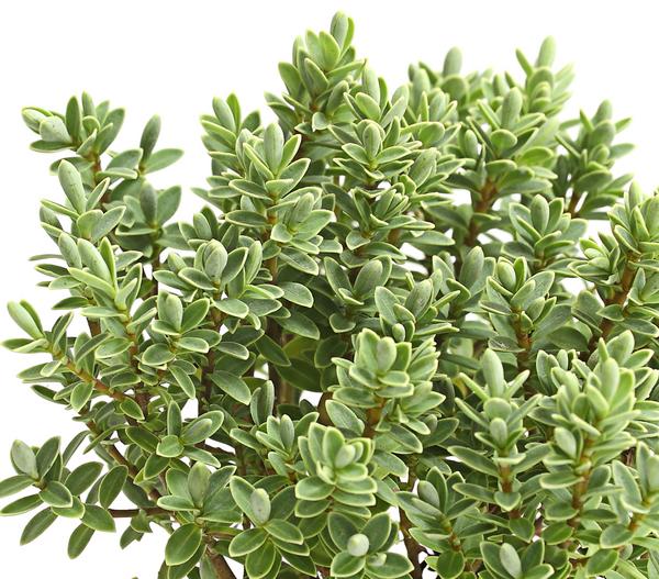 Strauchveronika 'Pagei'
