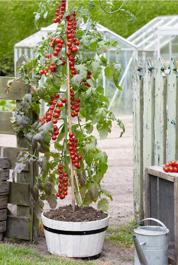 TomTato® Tomatenkartoffel