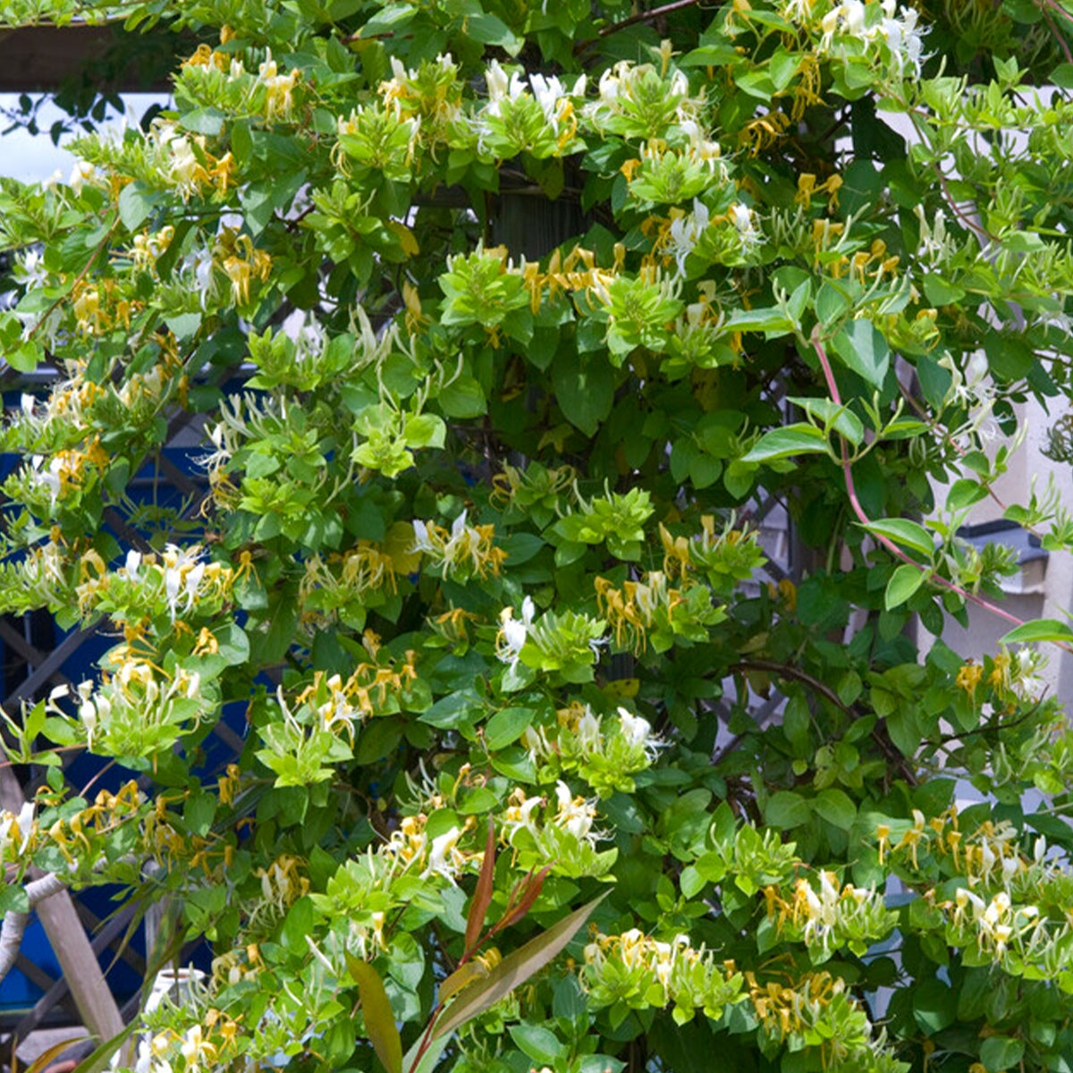 Bloomique – Lonicera Heckrottii Halliana – Japanse Kamperfoelie – Wit, Geel – Klimplanten – Tuinplanten – Winterhard – Potmaat 15 cm – 70–80 cm hoog