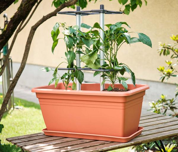 Gusta Garden Paprika-Rankhilfe Chili Buddy,