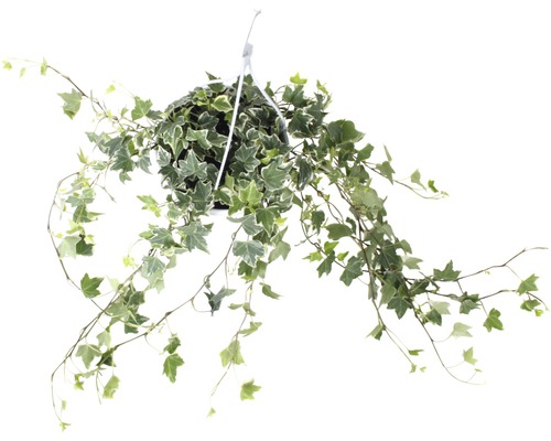 Kleurrijke klimop hangplant FloraSelf Hedera helix H 50-80 cm Ø 17 cm pot