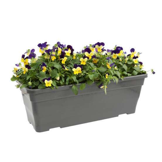Viola cornuta en jardinière 40cm - Coloris variables