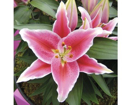 Lelies FloraSelf Lilium Orientalis Ø 13 cm pot