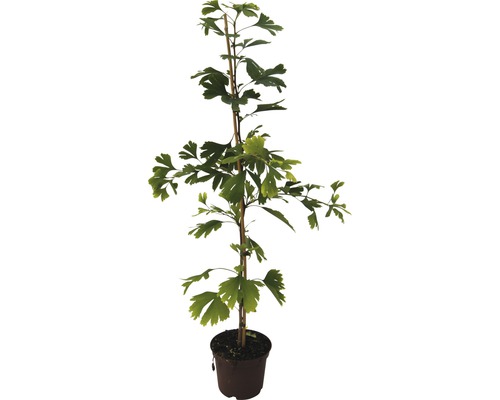 Ginkgo FloraSelf Ginkgo biloba H 60-80 cm Co 4 L