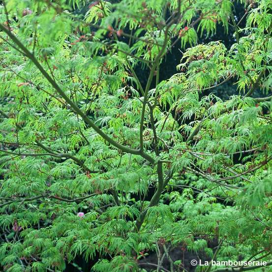 Acer palmatum 'Seiryu' :C7L h60/80cm