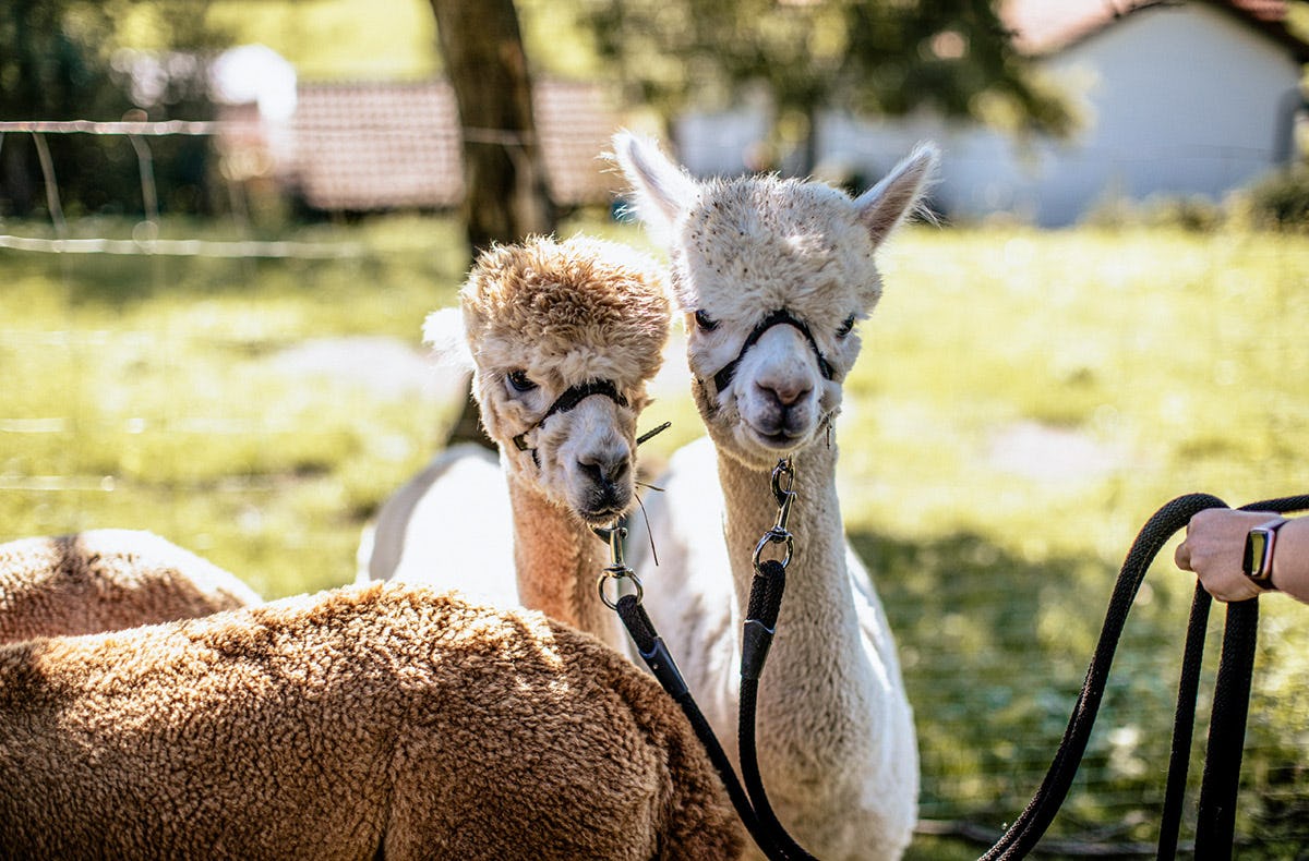 Lama & Alpakawanderung Lechbruck am See