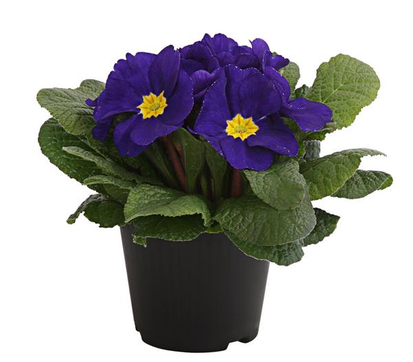 Primel, verschiedene Farben