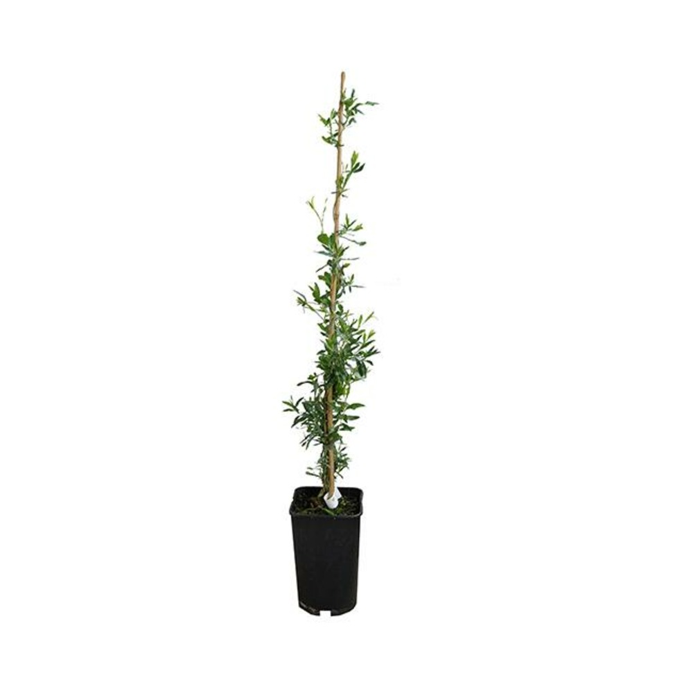 Sollya heterophylla - sollya heterophylla 3l