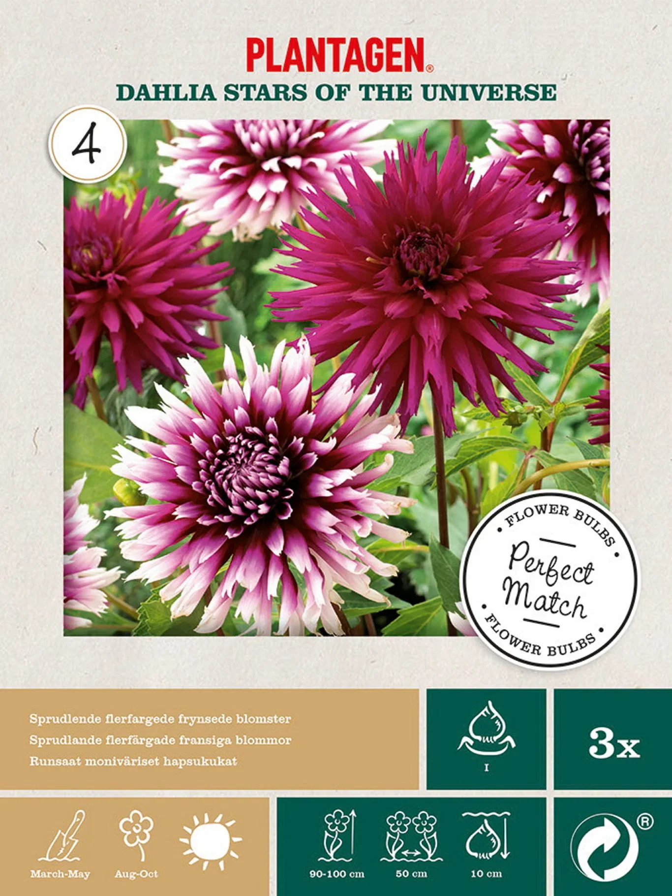 Plantagen Georgine miks Star of the Universe