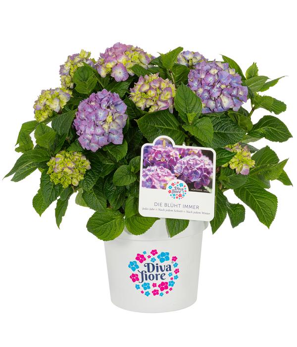 Hortensie 'Diva fiore®'