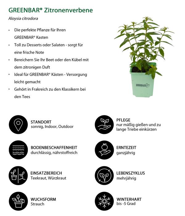 GREENBAR® Zitronenverbene