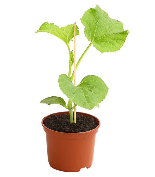 Honigmelone