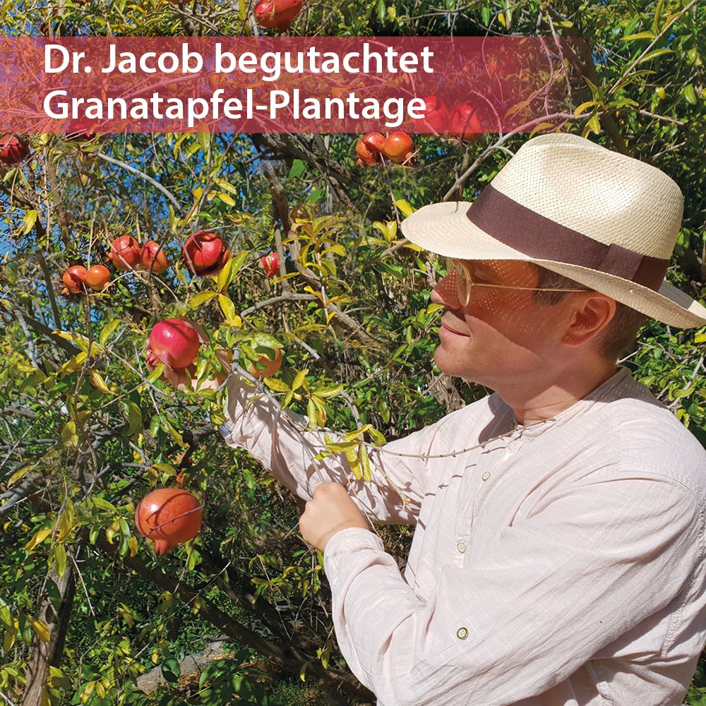 Dr. Jacob's GranaProstan Granatapfelsaft-Extrakt fermentiert Polyphenole