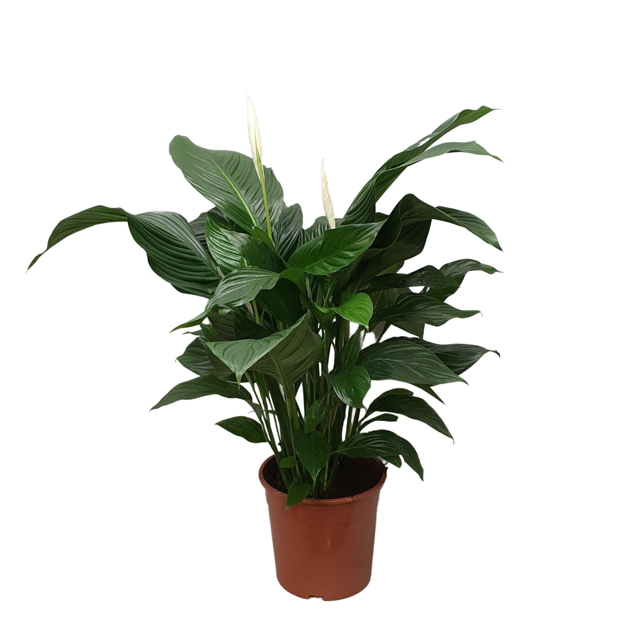 Plante d'intérieur - spathiphyllum 'sweet silvana' 80.0cm