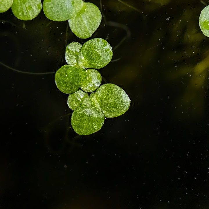 Waterplant Spirodela Polyrrhiza
