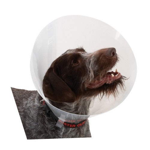 Cone de plástico transparente para cães e gatos.