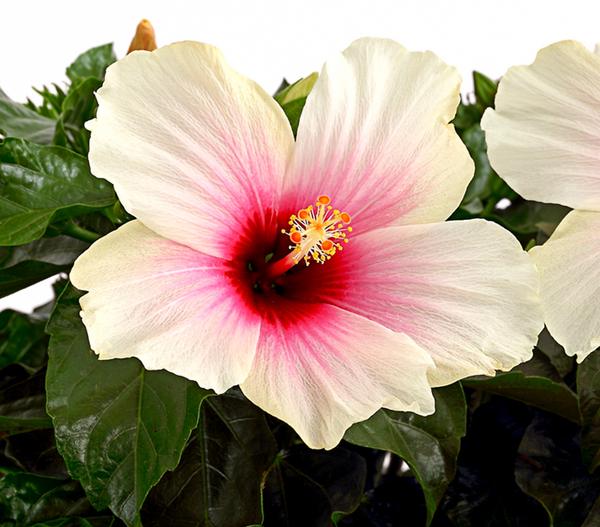 Zimmerhibiskus - Hibiscus rosa-sinensis,