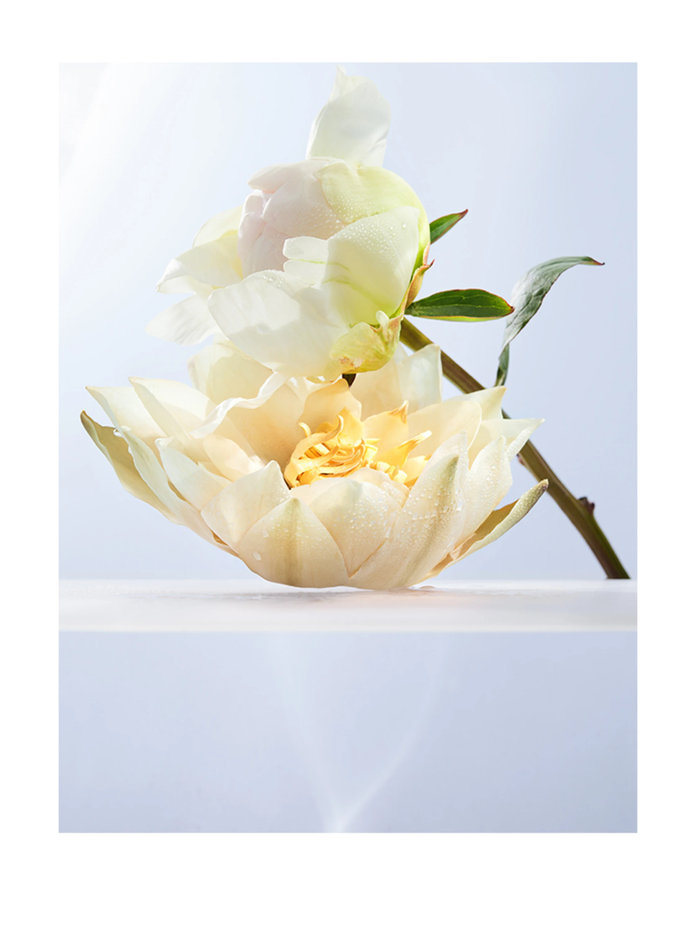 BVLGARI Fragrances OMNIA CRYSTALLINE