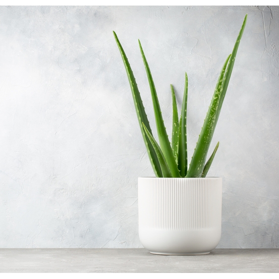 Aloe Vera H35cm - pot D12cm