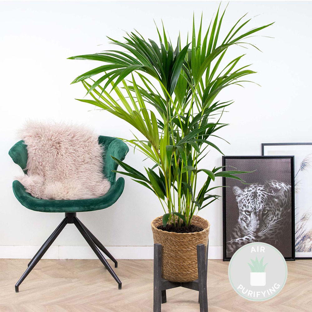 Howea forsteriana incl. Panier en jonc de mer - palmier kentia - purificateur d'air - ⌀19 cm - ↕90-100 cm