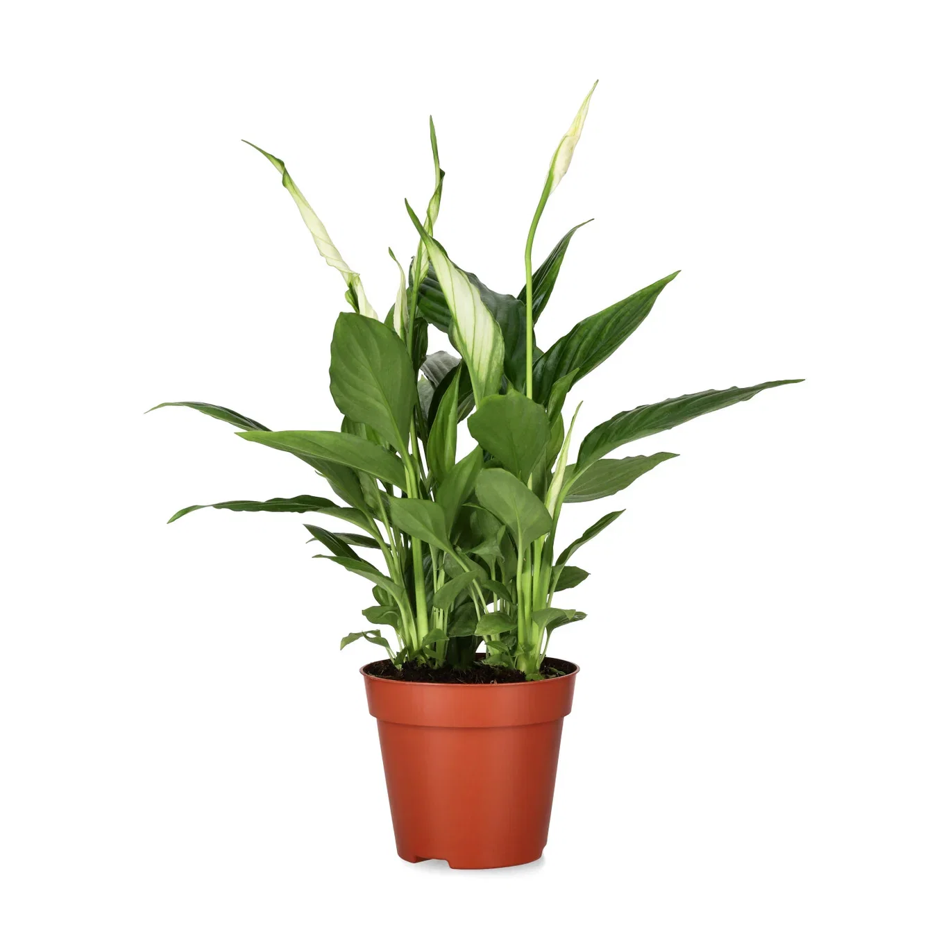 Spathiphyllum 'Torelli' Fredslilje Høyde 45 cm