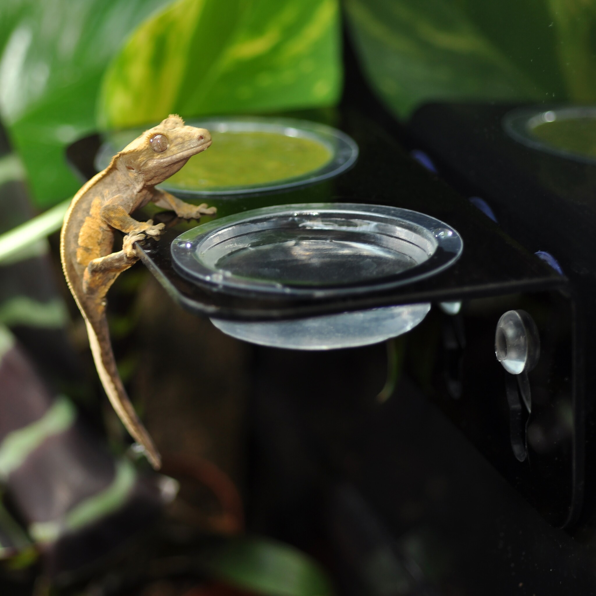 Habistat Arboreal Feeding Ledge Vervangcups 10 stuks