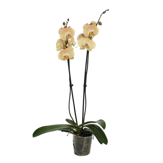 PHALAENOPSIS CHAMPAGNE 2 TIGES D12 H55