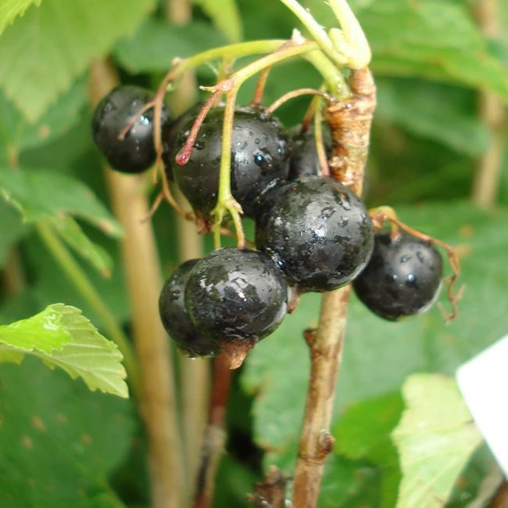 Cassissier 'andega' - cassissier nigrum 3l