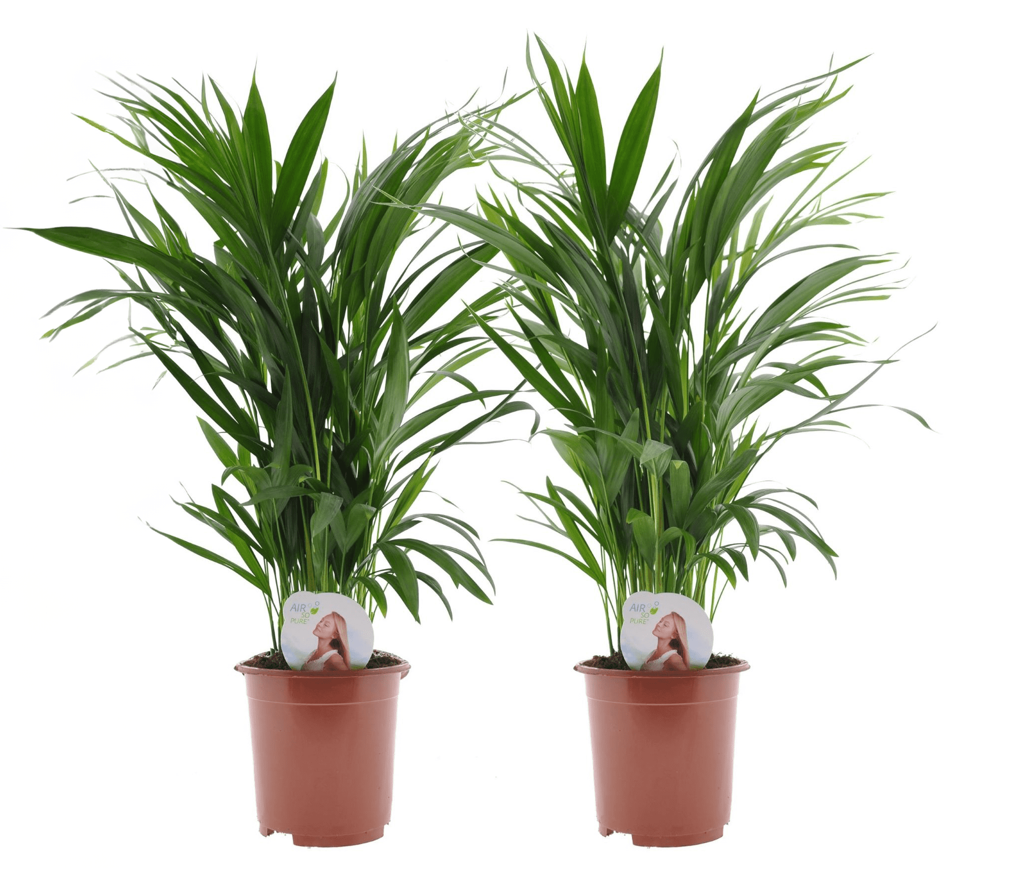 Dypsis lutescens - areca gold palm - set de 2 - pot 17cm - hauteur 60-70cm
