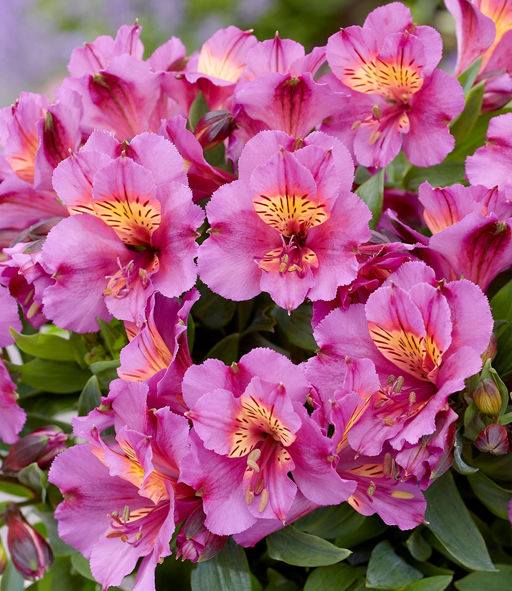 Winterharte Alstromeria Incalys® 'Purple', im 12 cm XL-Topf