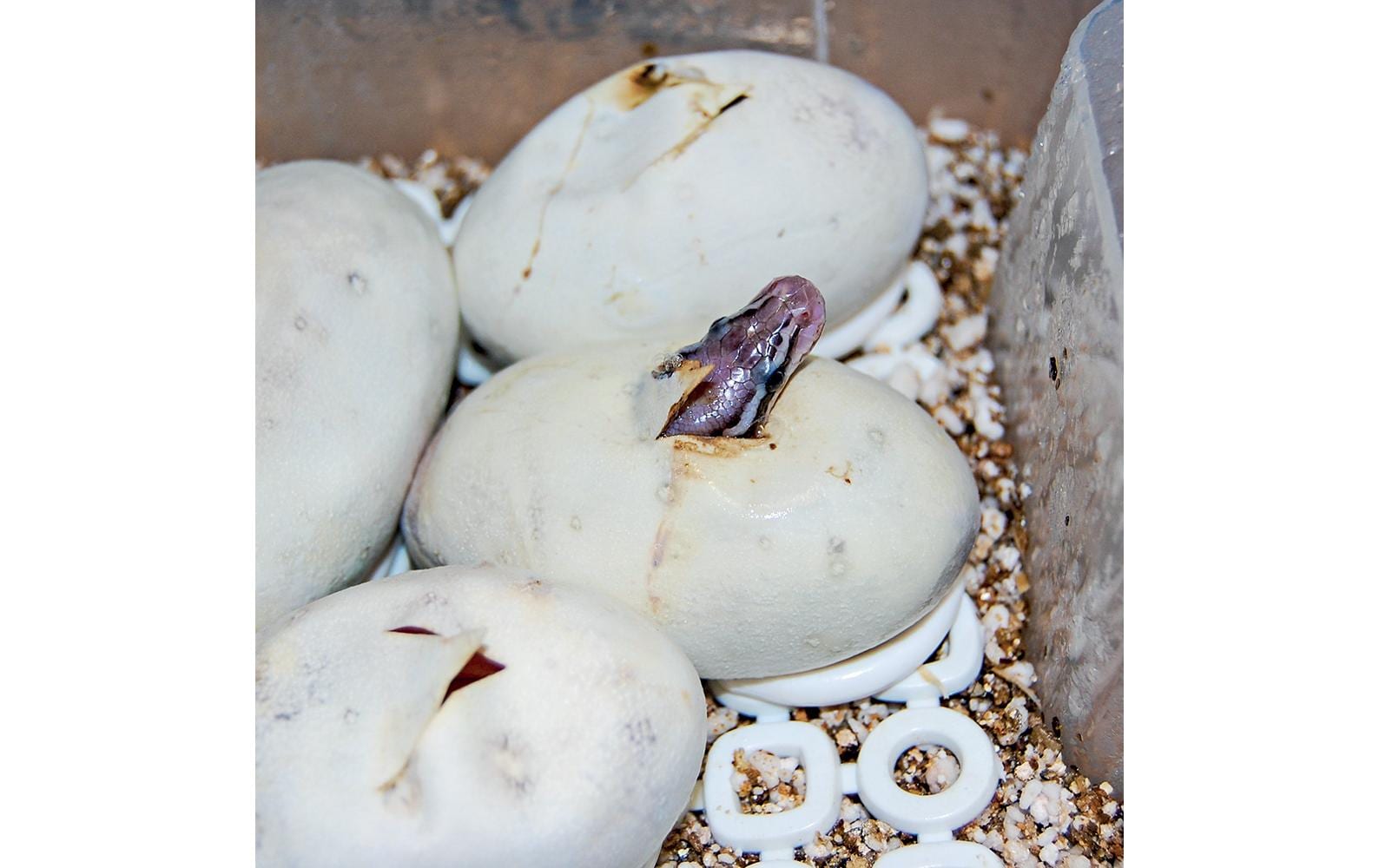 Easy Breeder Inkubator, 48 x 25 x 51 cm<br>Brutmaschine für Reptilien