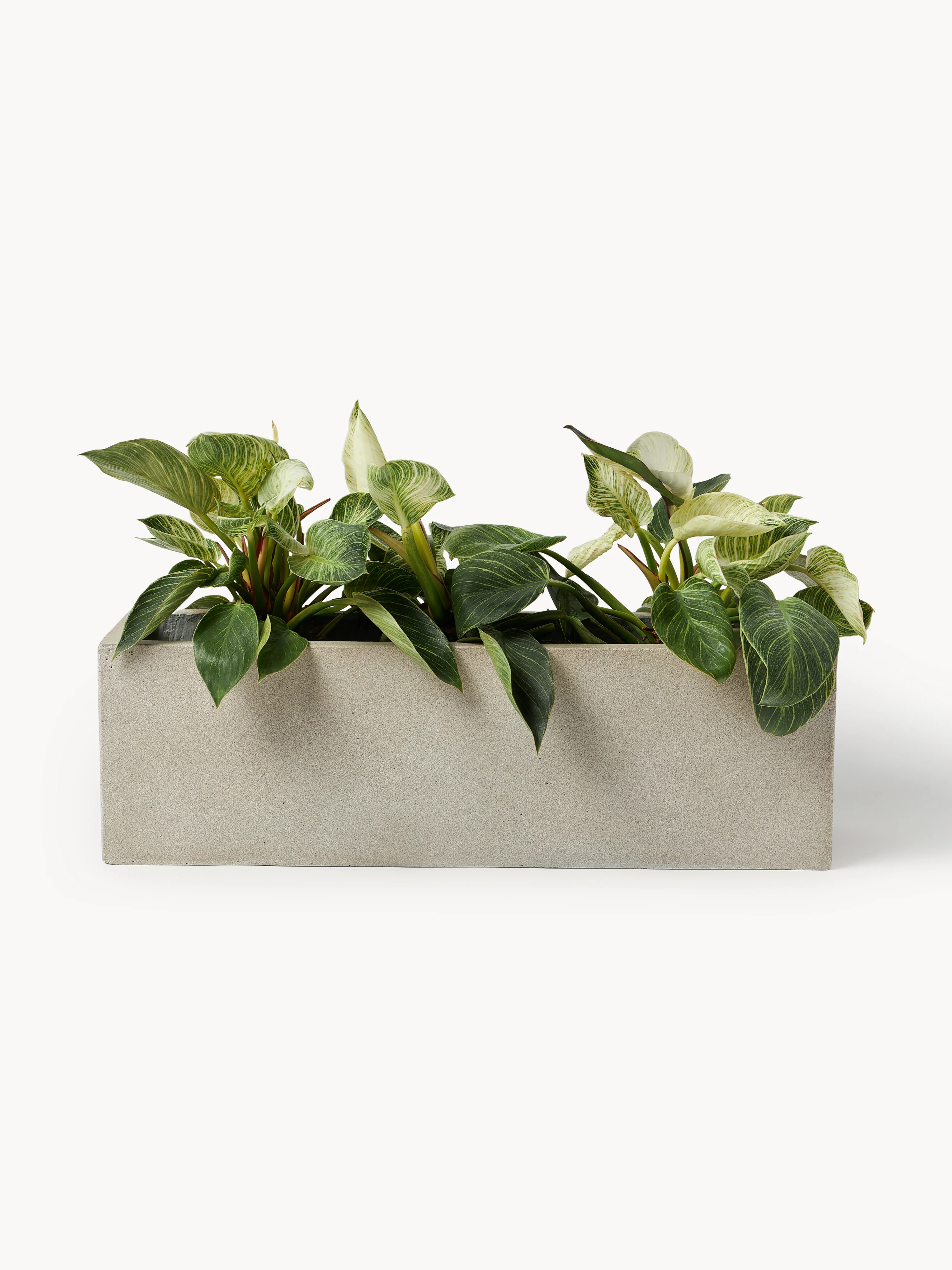 Outdoor plantenpot Tuscany van beton, H 19 cm