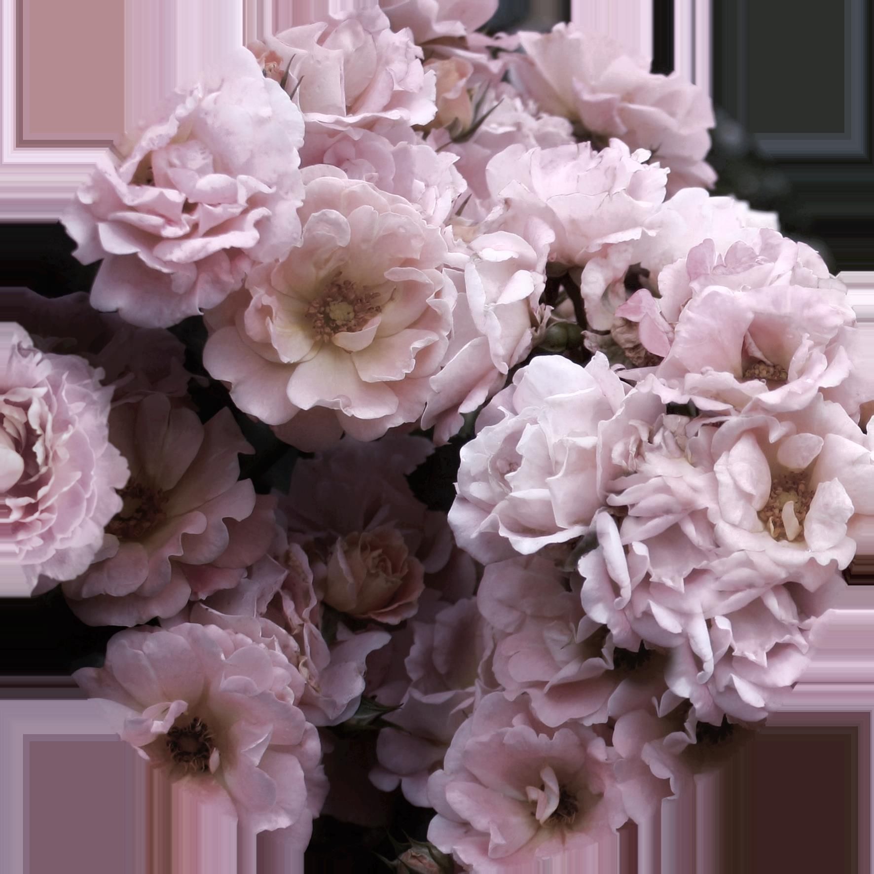 Glasbild PEONIES III
