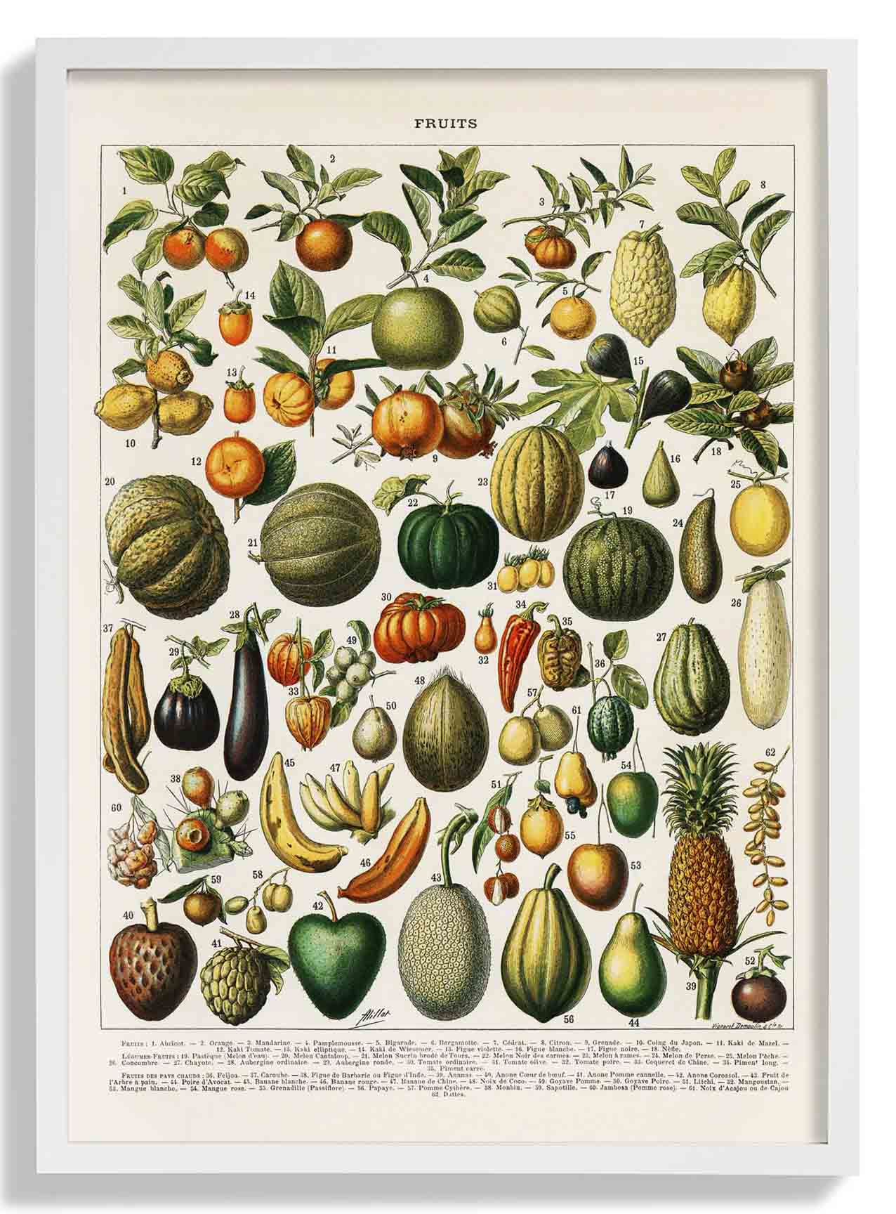 Früchte und Hülsenfrüchte antik von Adolphe Millot
