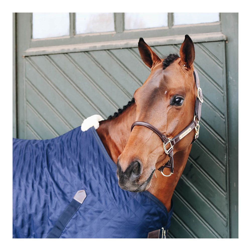Kentucky ANATOMIQUE CUIR - Licol marron