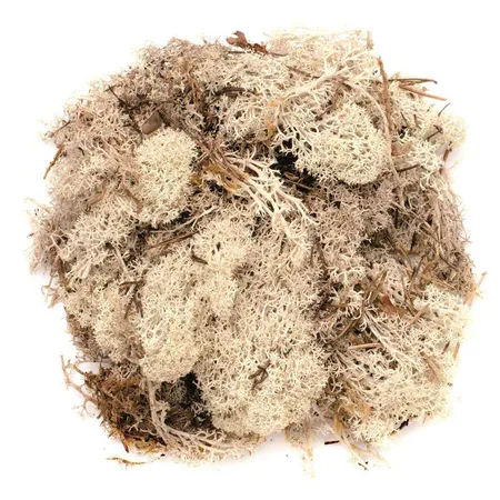 Glorex Islandmoos, 50 g, natur