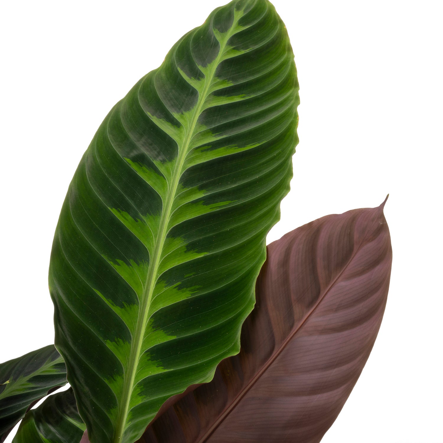 Calathea (Calathea warscewiczii) D 27 H 100 cm
