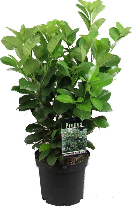 Laurierkers (Prunus laurocerasus 'Rotundifolia') D 17 H 40 cm