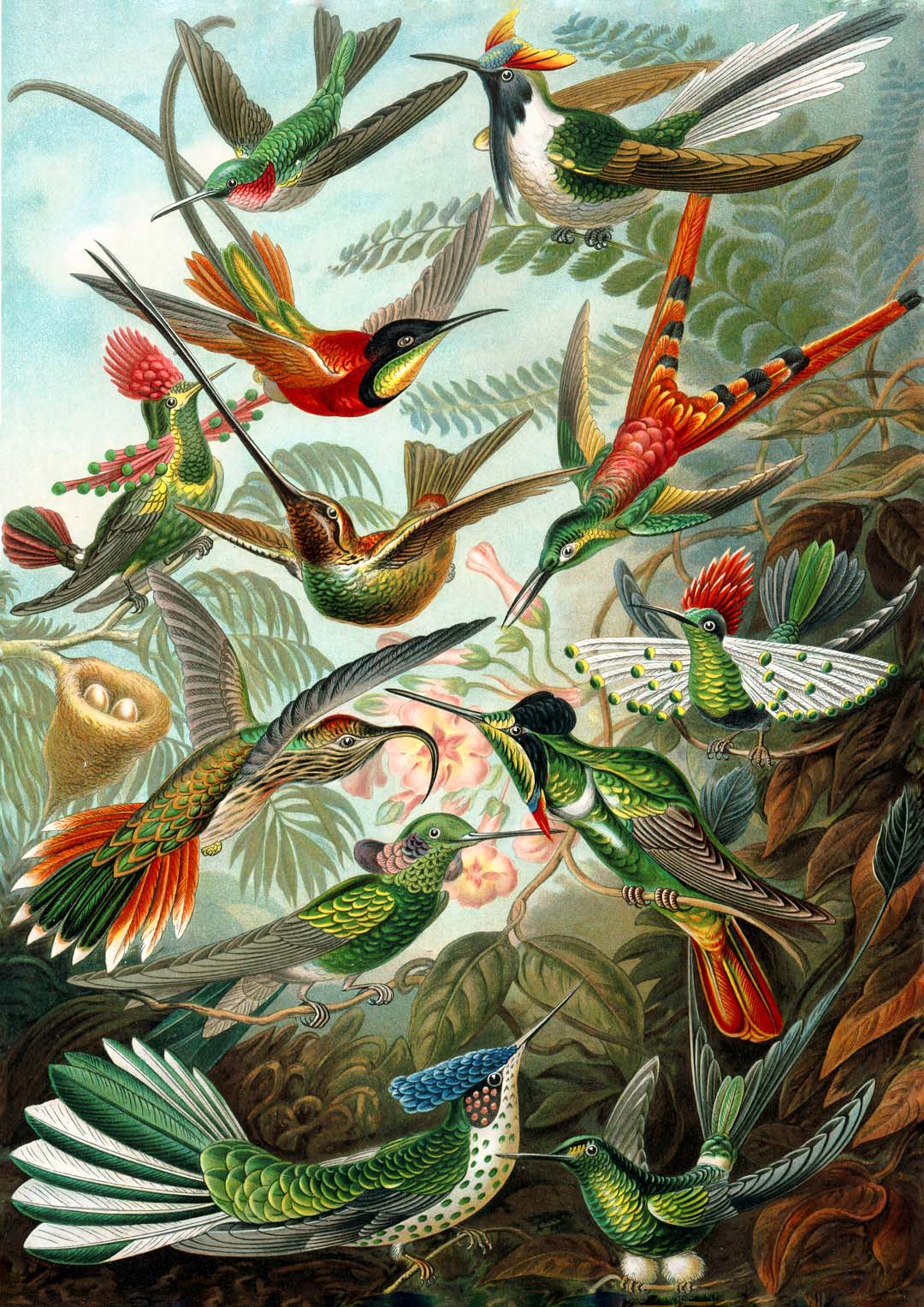 Paradiesvögel von Ernst Haeckel