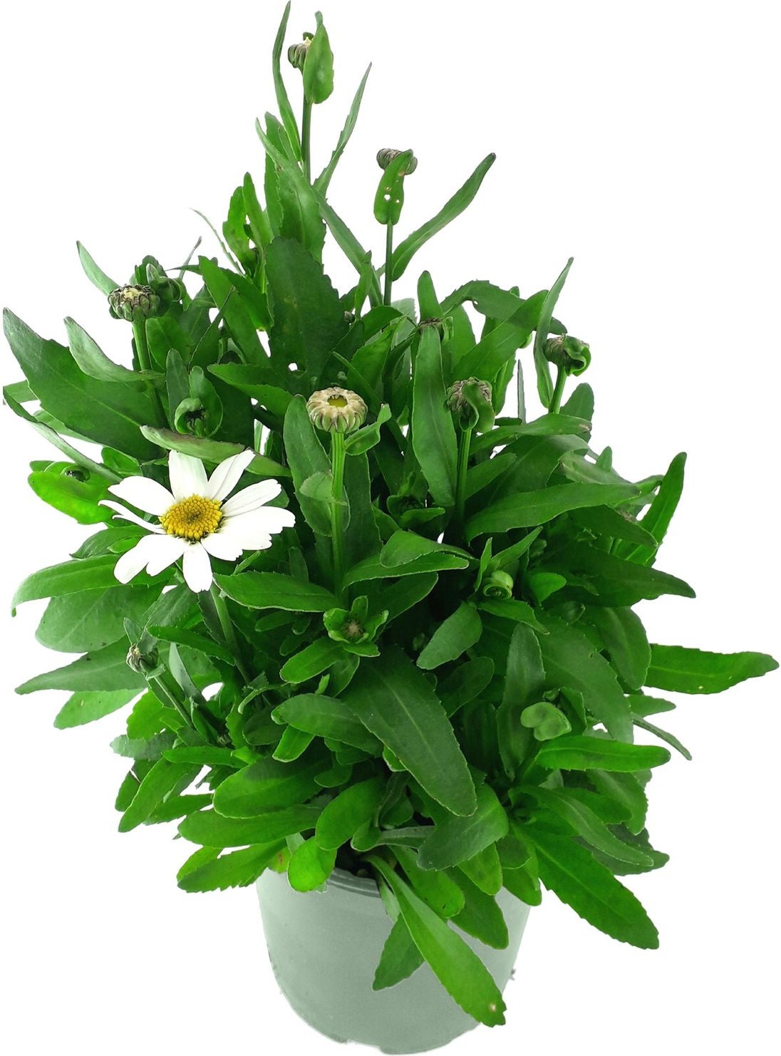 Margriet (Leucanthemum superbum 'Snow Lady') D 17 H 45 cm