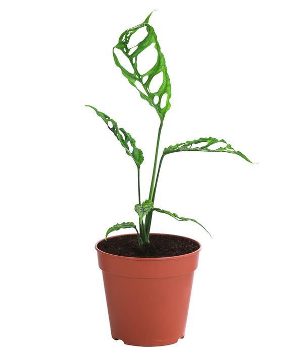Fensterblatt - Monstera obliqua 'Peru'