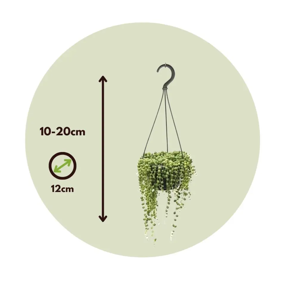 Erwtenplant - Senecio rowleyanus - Hoogte 10-20cm - ⌀12cm