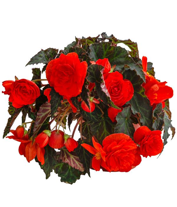 XXL Hängebegonie 'Belina Orange'